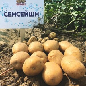 Картофель Сенсейшн