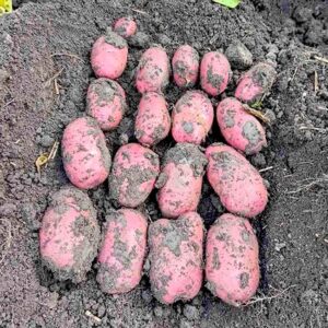 Картофель Торнадо