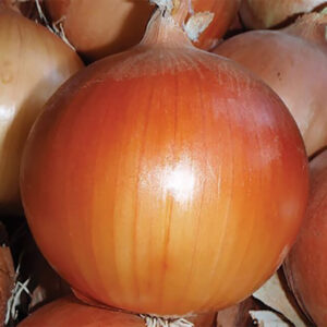 Острый лук Ясный Рассвет