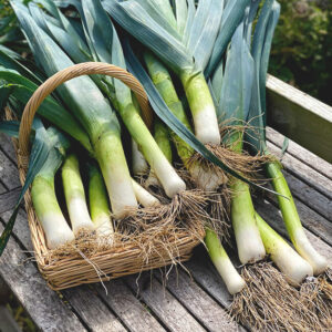 Лук Лион Призэтакер