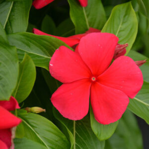 Катарантус Вулкан Рэд F1