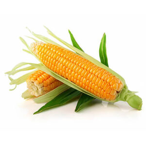 Насіння кукурудзи
