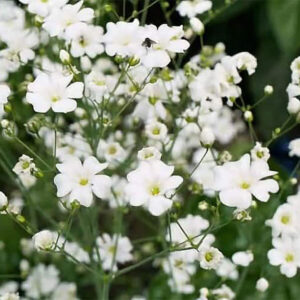 Гипсофила Белая