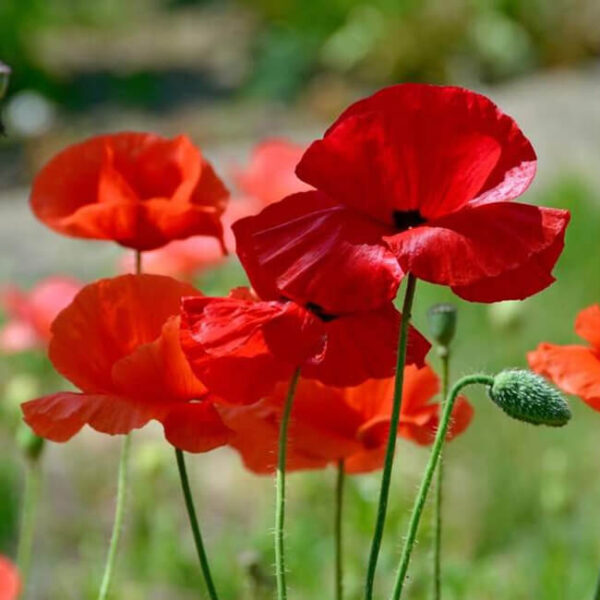 Мак Самосейка Мак Самосейка