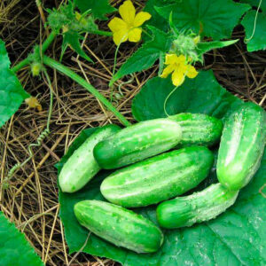 Огурец Смаколик
