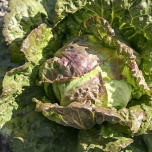 Салат-латук Паскье (Pasquier lettuce)