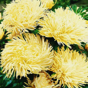 Астра Дракон желтый