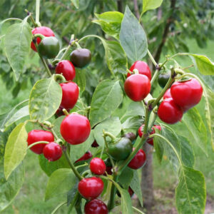 Перец Поцелуй Сатаны
