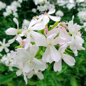 Мыльнянка элегантная