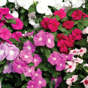 Барвинок Хетвейв