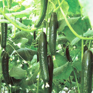 Огурец Телеграф