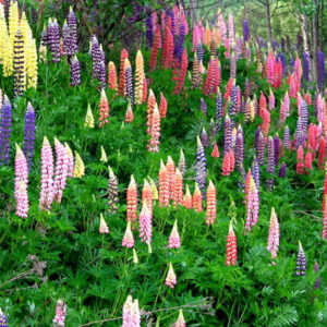 Люпин однолетний Люпин однолетний