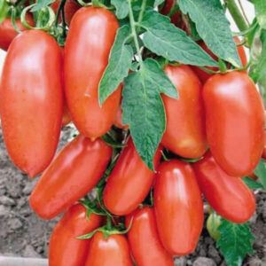 Томат Кибиц Томат Кибиц