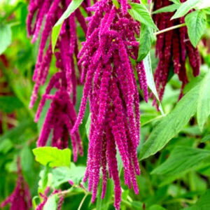 Амарант Лисий Хвост