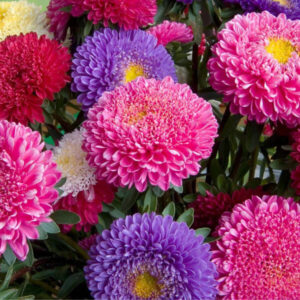 Астра помпонная смесь Астра помпонная смесь