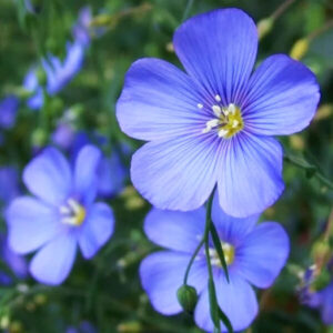 Лен Синяя Сорочка Лен Синяя Сорочка