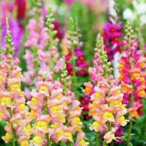 Львиный зев, смесь Львиный зев, смесь