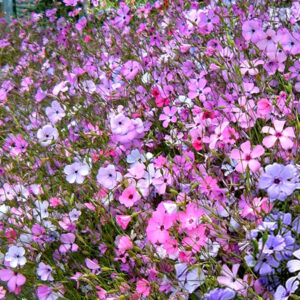 Вискария смесь Вискария смесь