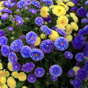 Астра жовто-блакитна