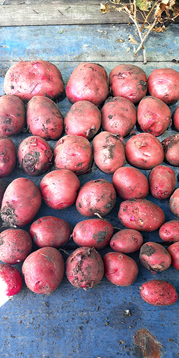 Картофель Торнадо, реальное фото