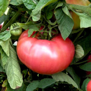 Томат Бренди розовый Томат Бренди розовый