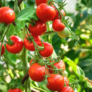 Томат Засолочное Чудо Томат Засолочное Чудо