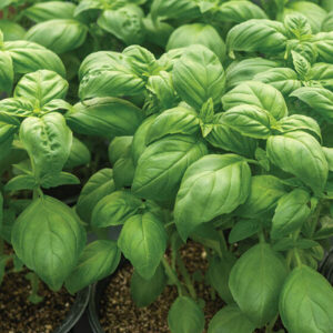 Базилик Лимончелло Базилик Лимончелло