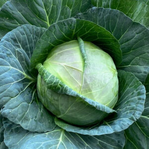 Капуста Браво F1