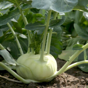 Капуста кольраби Венская белая
