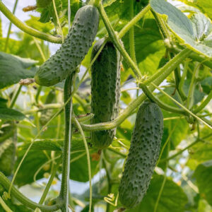 Огурец Бэби мини F1