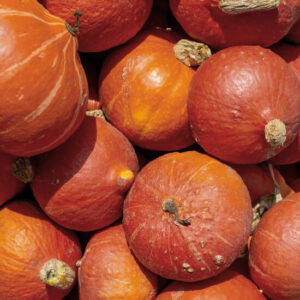 Тыква Хоккайдо Тыква Хоккайдо