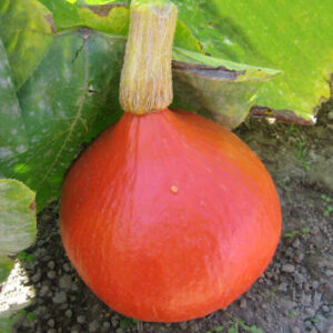 Тыква Ишики Кури Тыква Ишики Кури