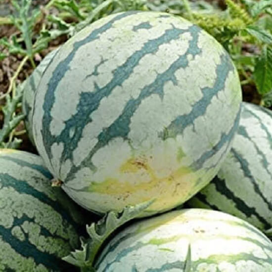 Арбуз Сверхранний Дикси