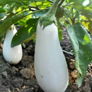 Баклажан Айсберг Баклажан Айсберг