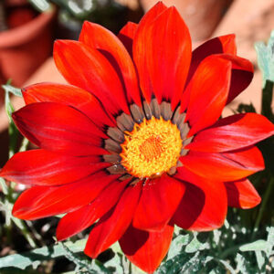 Газания Промеза красная с ободком Газания Промеза красная с ободком