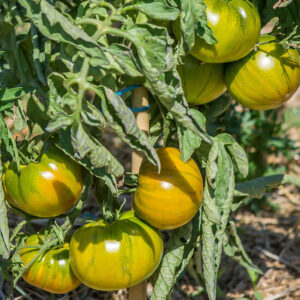 Томат Большой Киви Томат Большой Киви