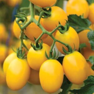 Томат Голдкроне (черри) «Moravoseed» Чехия Томат Голдкроне (черри) «Moravoseed» Чехия