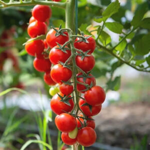 Томат Черри Краса Длинная Коса Томат Черри Краса Длинная Коса