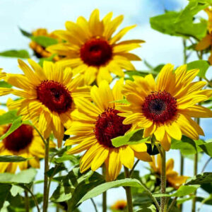 Подсолнух декоративный Тополино Подсолнух декоративный Тополино