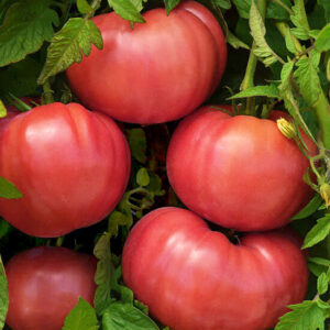 Томат Гном Арктическая Роза Томат Гном Арктическая Роза