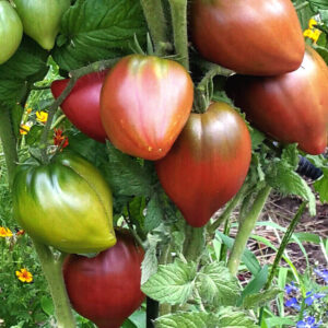 Томат Гном Пурпурное Сердце Томат Гном Пурпурное Сердце