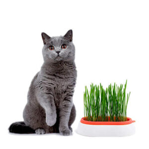 Гидропонный набор для выращивания травы для кошек