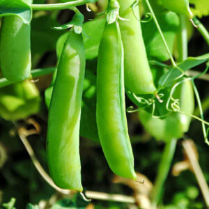 Горох Засухоустойчивый Горох Засухоустойчивый