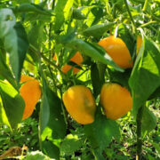 Перець Золотий Телець купити Перець Золотий Телець купити