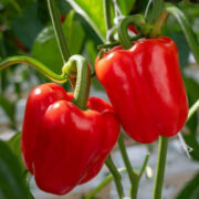Перец Викинг