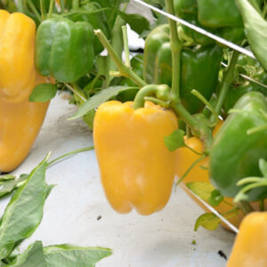 Перец Желтый Колокол Перец Желтый Колокол