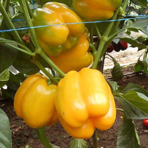 Перець Золотий Телець Перець Золотий Телець