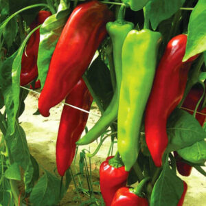 Перец Пловдивская капия Перец Пловдивская капия