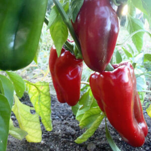 Перец Наполеон