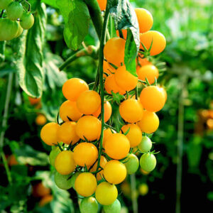 Томат Фигель (черри) Томат Фигель (черри)